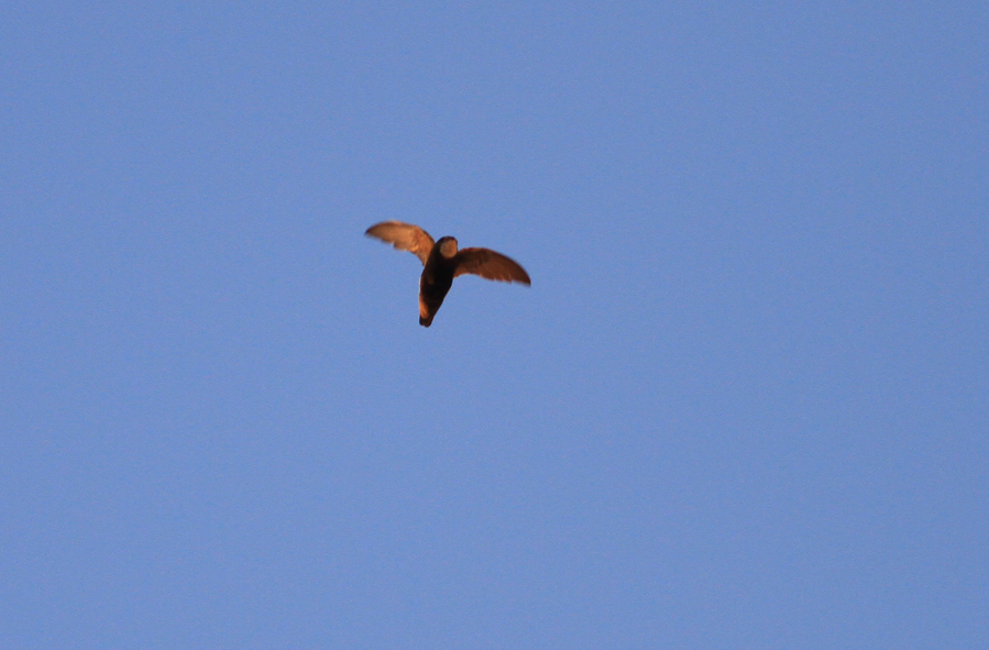 Little Swift