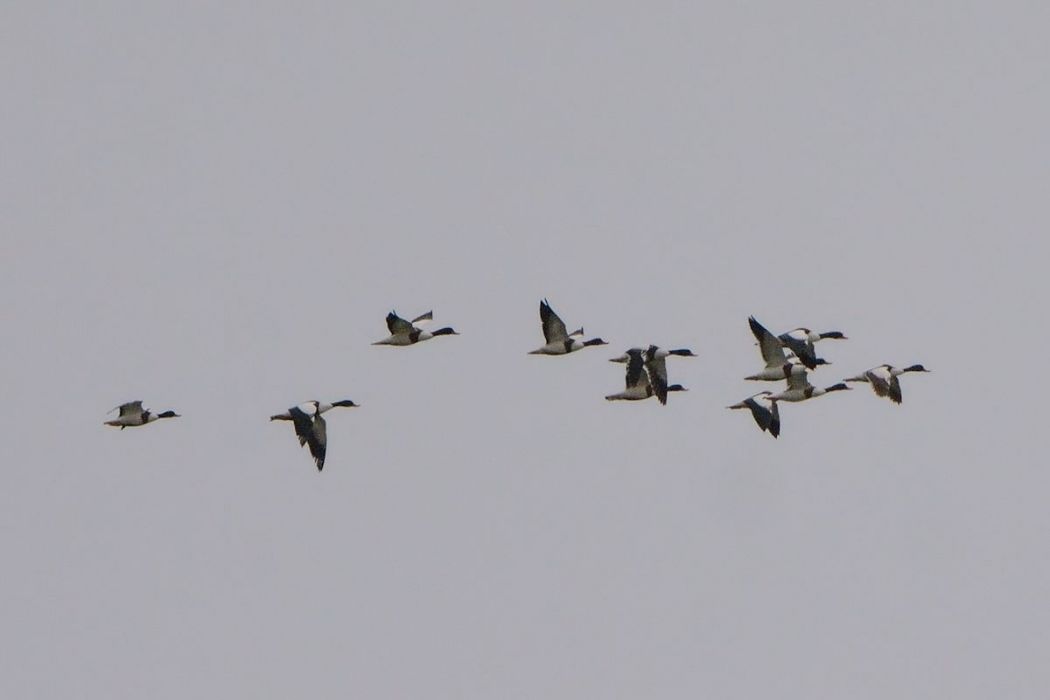 Common Shelduck