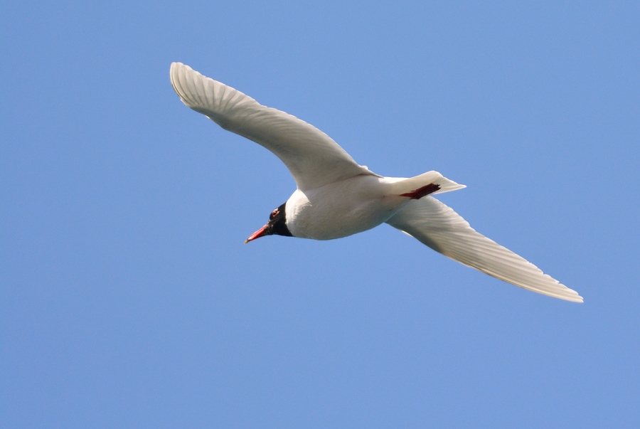 Mediterranean Gull