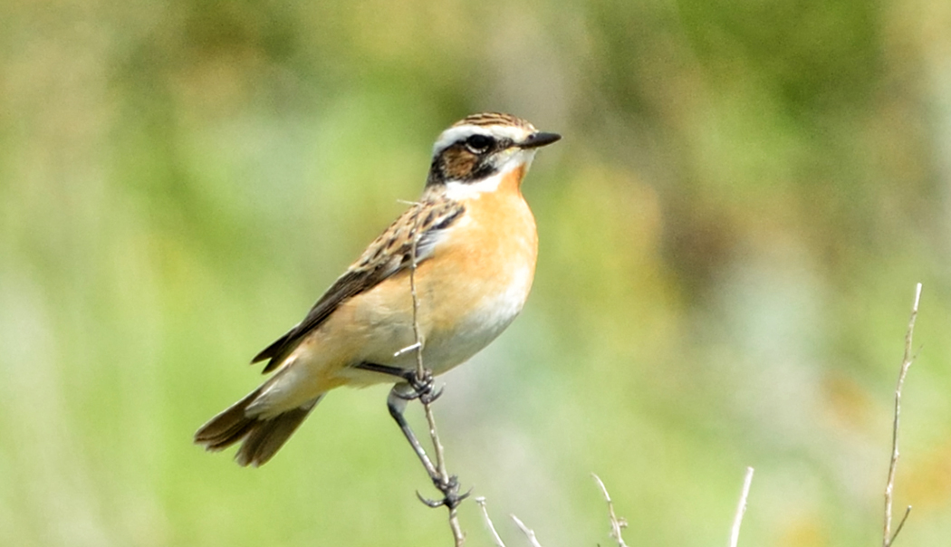 Whinchat