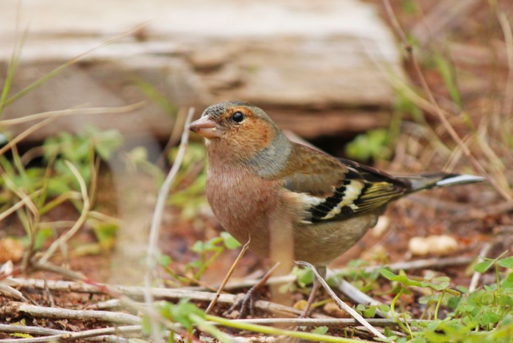 Common Chaffinch