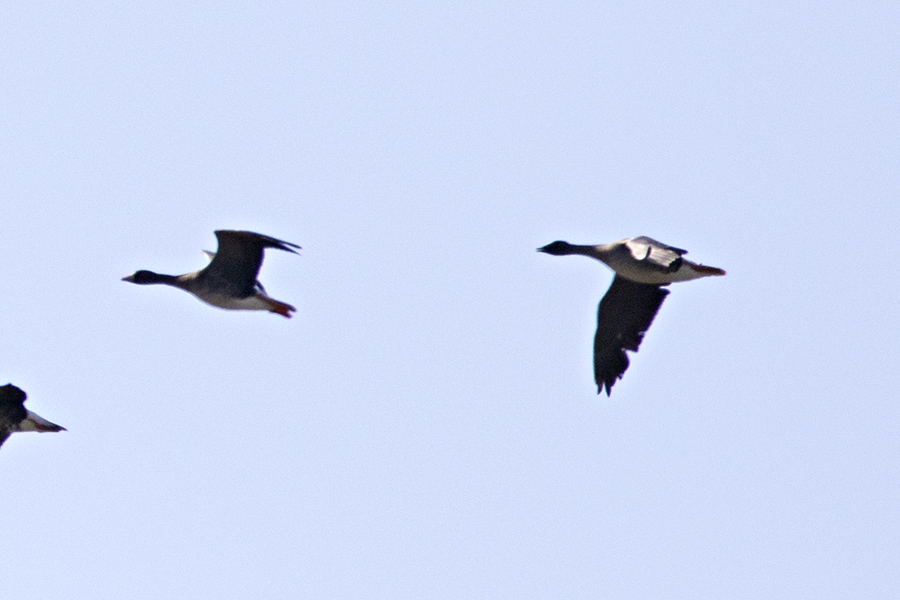 Taiga/Tundra Bean Goose