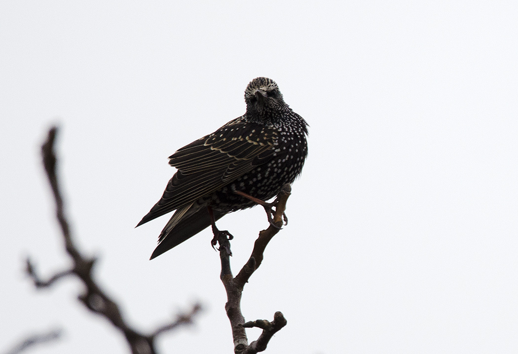 Common Starling