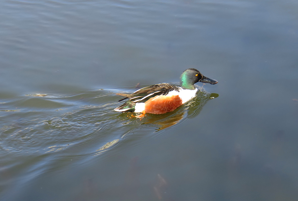 Northern Shoveler
