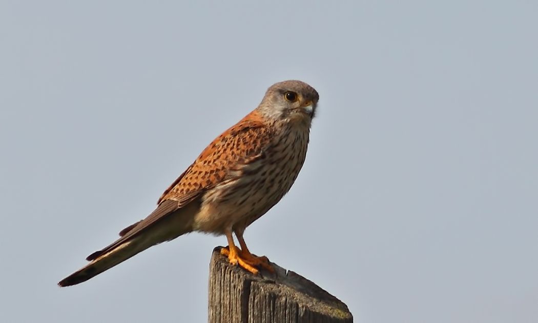 Common Kestrel