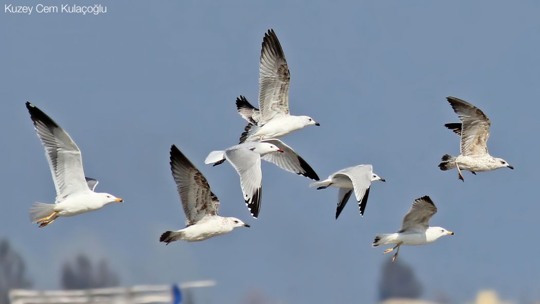 Audouin`s Gull
