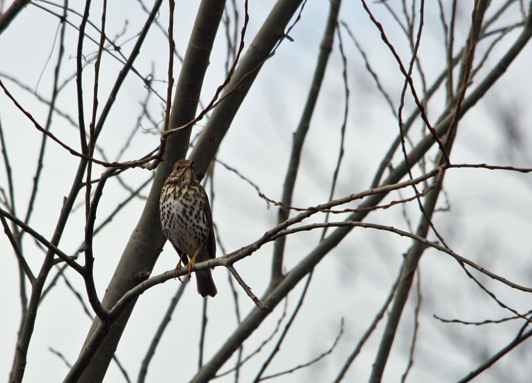 Song Thrush