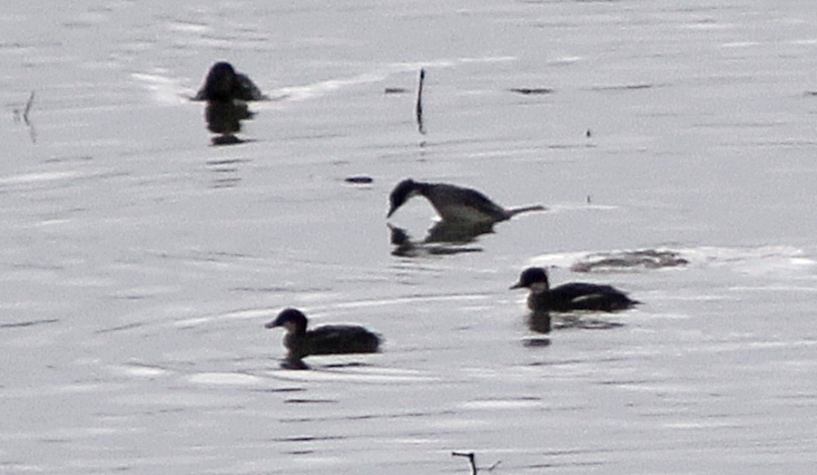 Smew