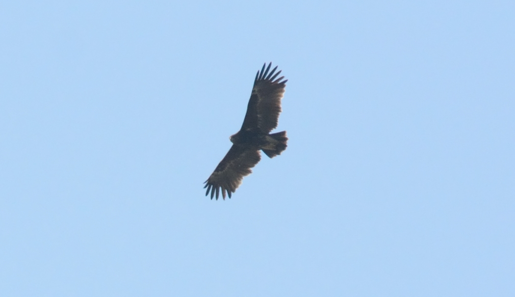 Greater Spotted Eagle