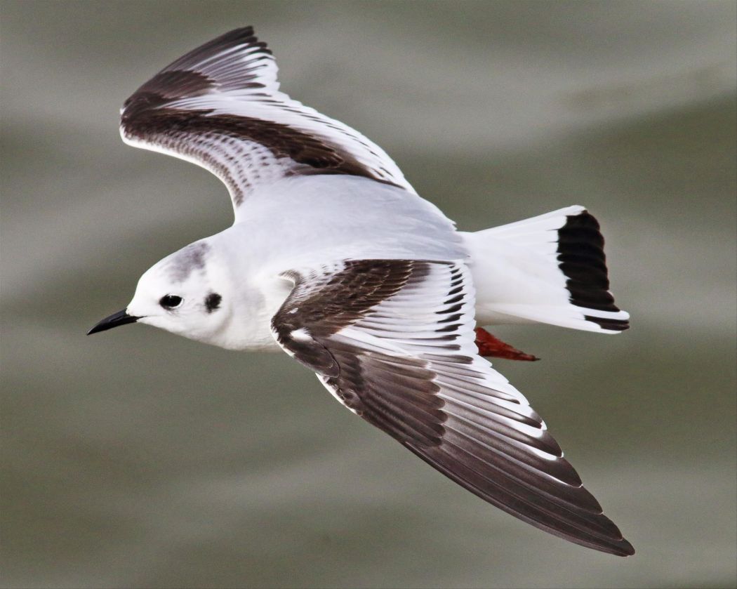 Little Gull
