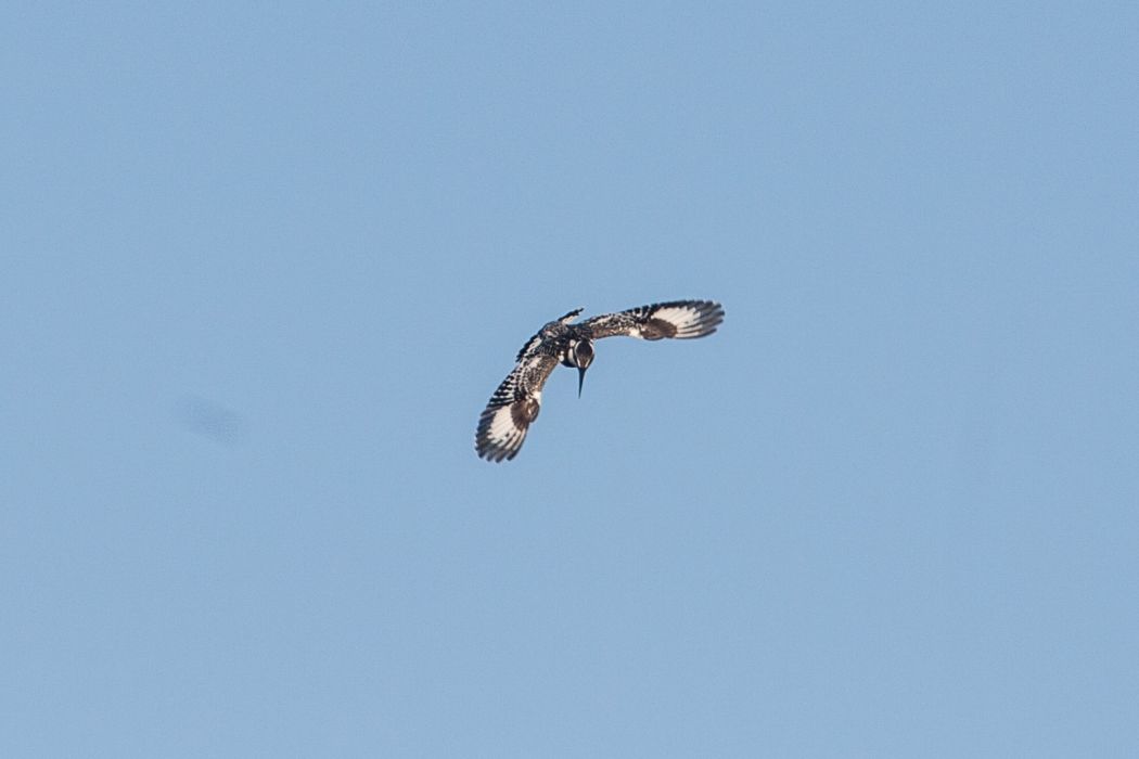 Pied Kingfisher
