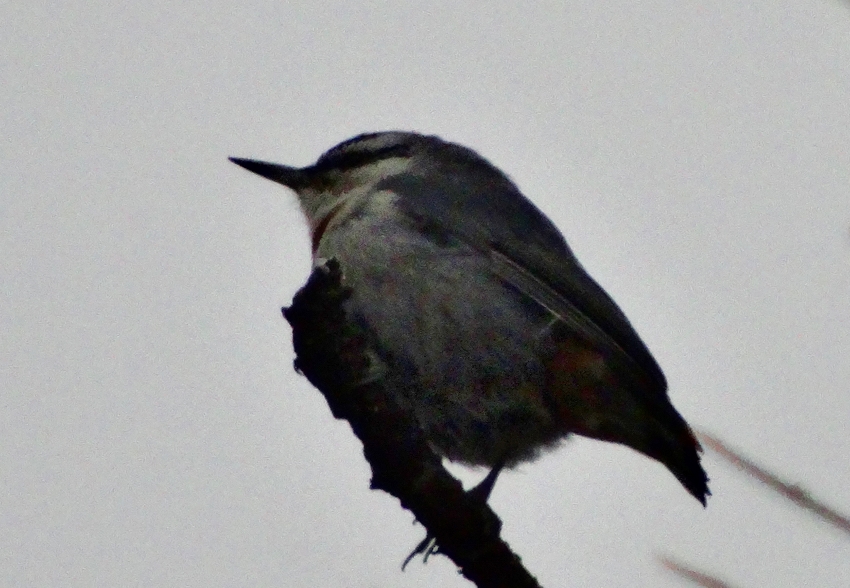 Krüper`s Nuthatch