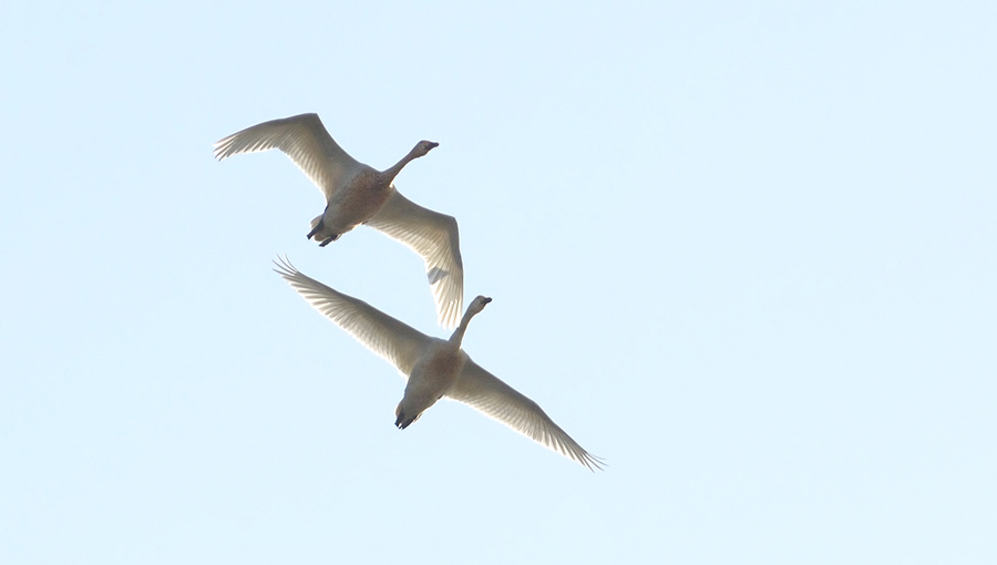 Tundra Swan