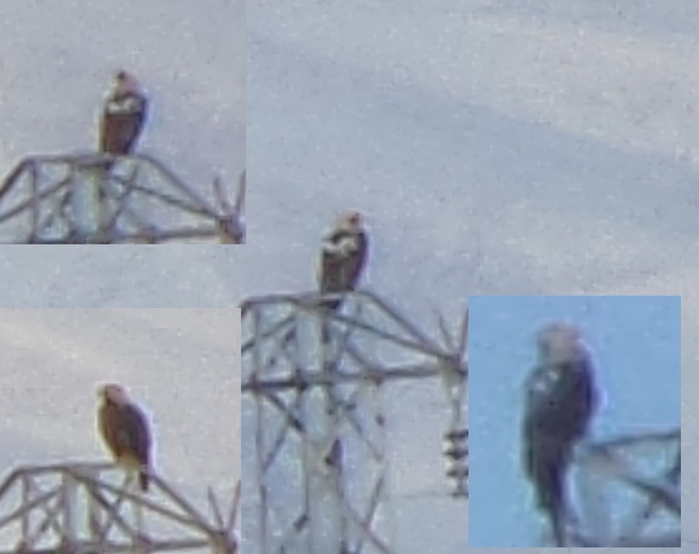 Eastern Imperial Eagle