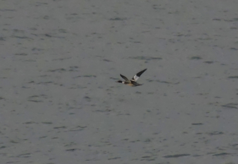 Red-breasted Merganser