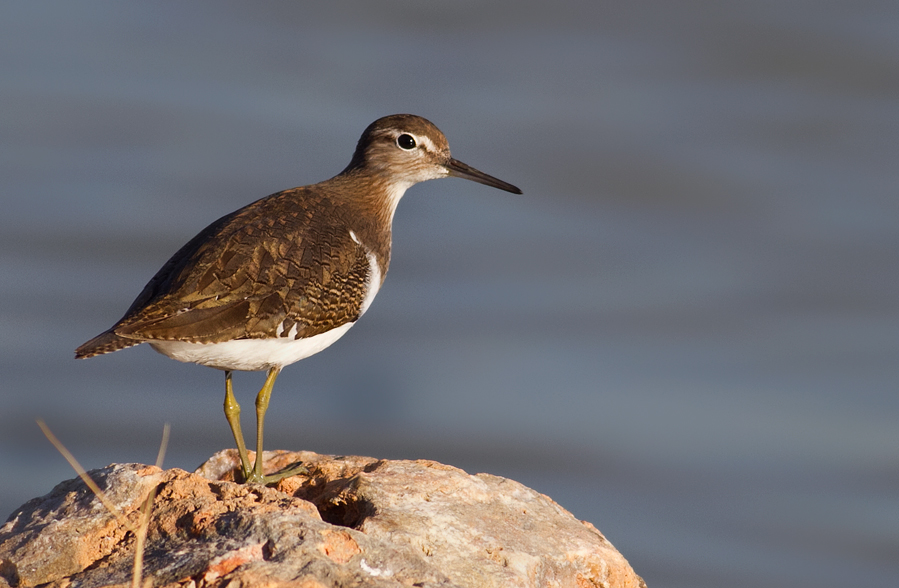 Common Sandpiper