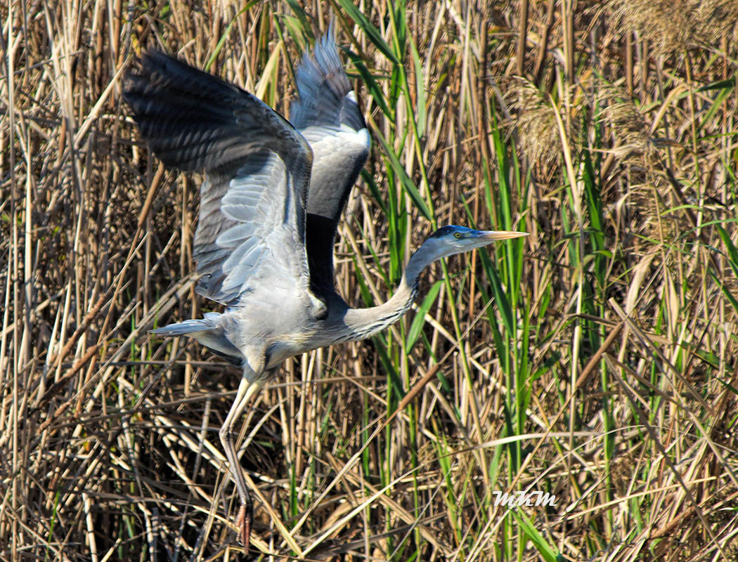 Grey Heron