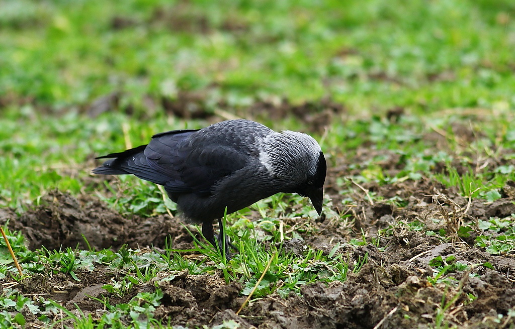 Western Jackdaw