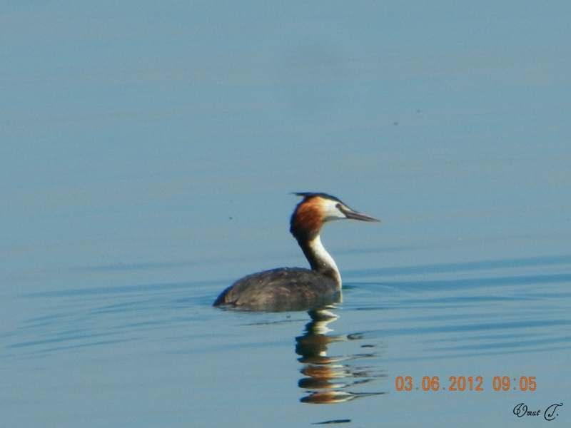 Great Crested Grebe