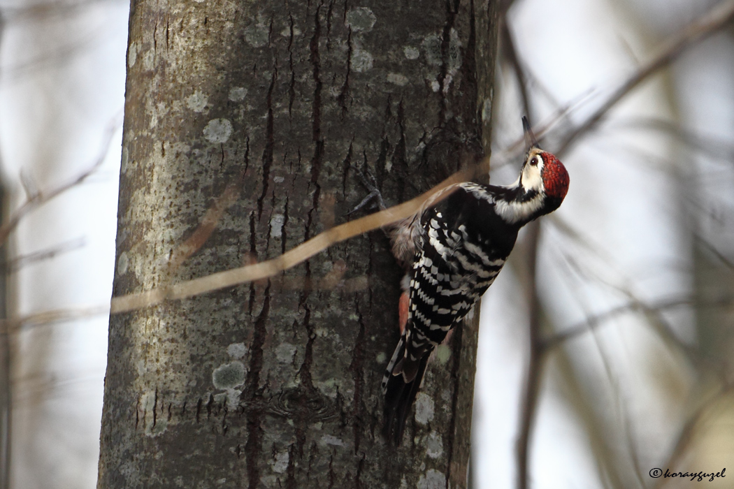 White-backed Woodpecker
