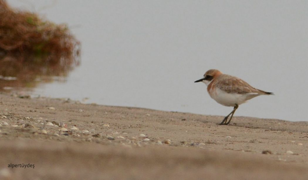 Büyük Cılıbıt