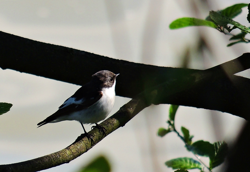 European Pied Flycatcher