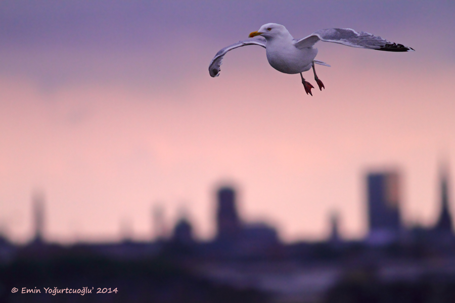 European Herring Gull