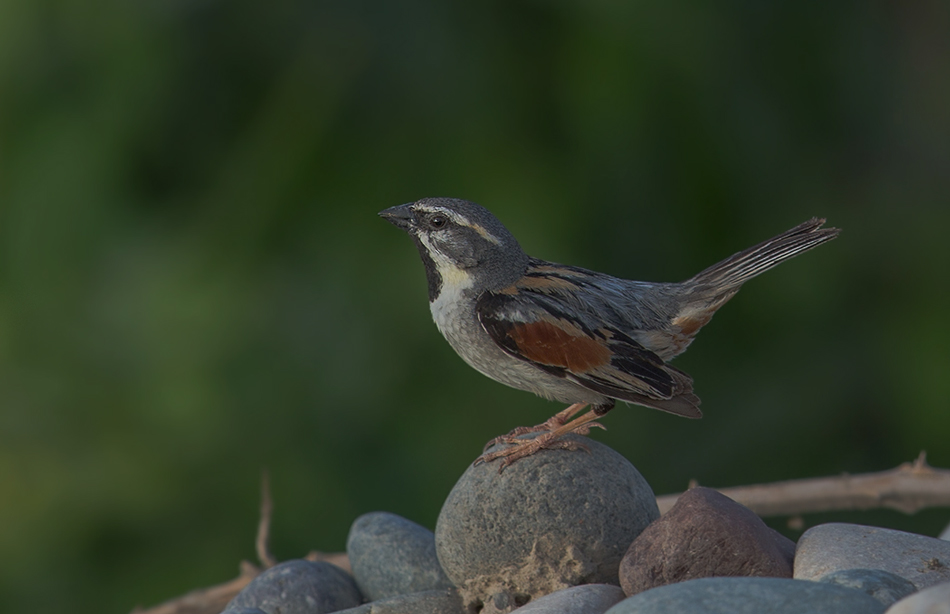 Dead Sea Sparrow