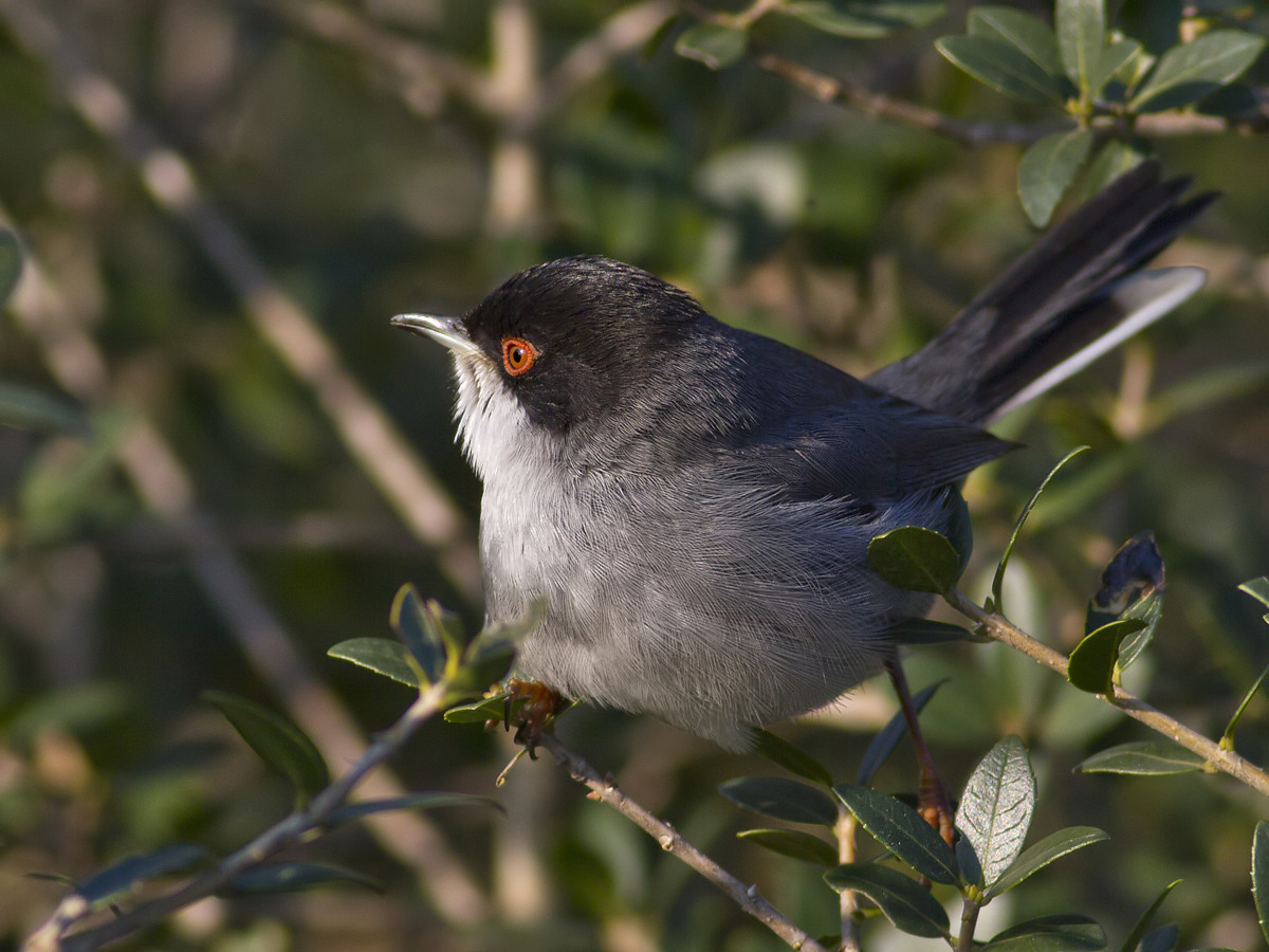 Maskeli Ötleğen