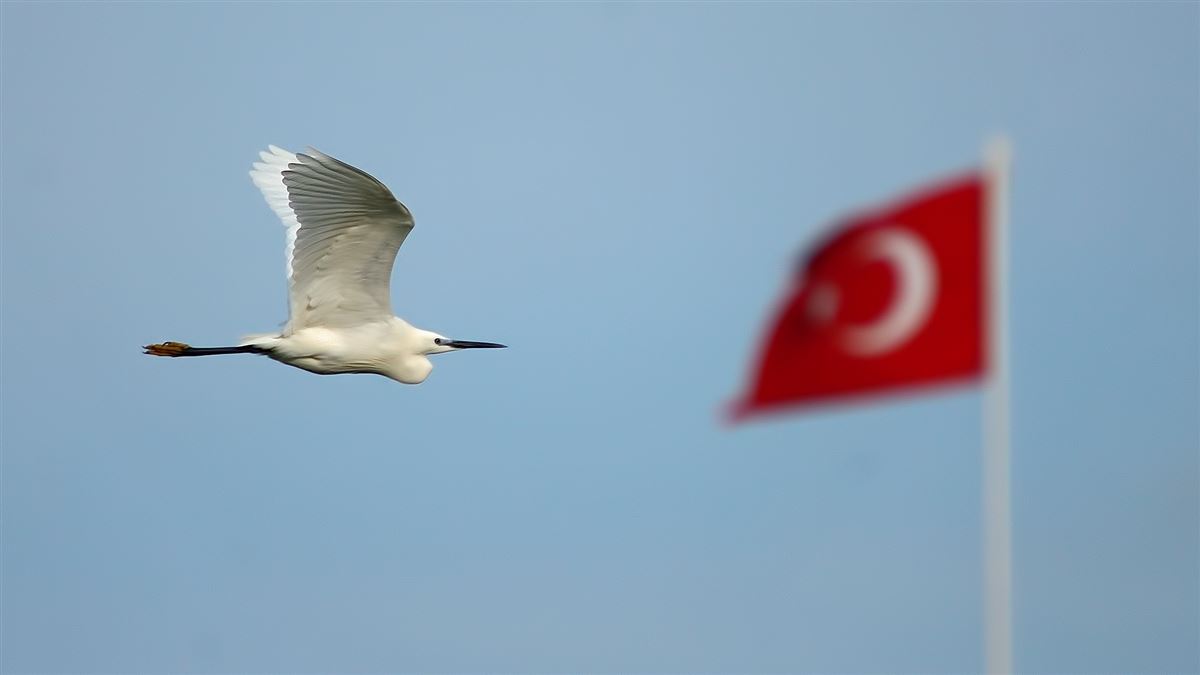 Küçük Ak Balıkçıl