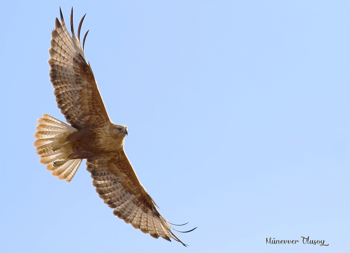 Long-legged Buzzard