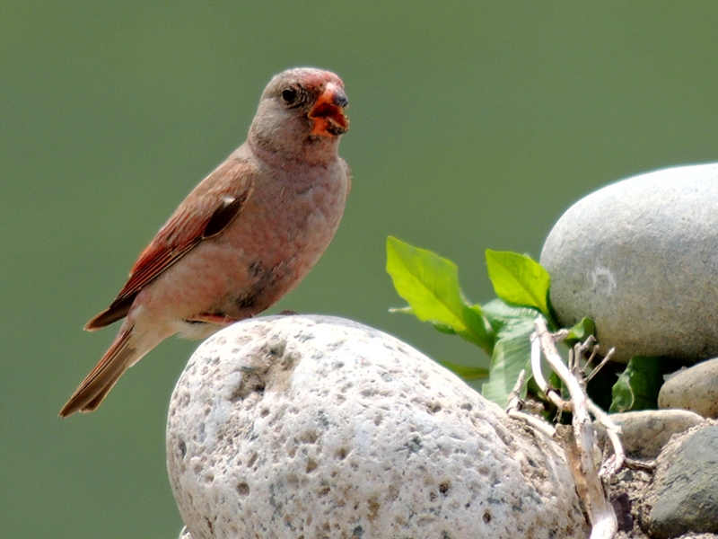 Trumpeter Finch