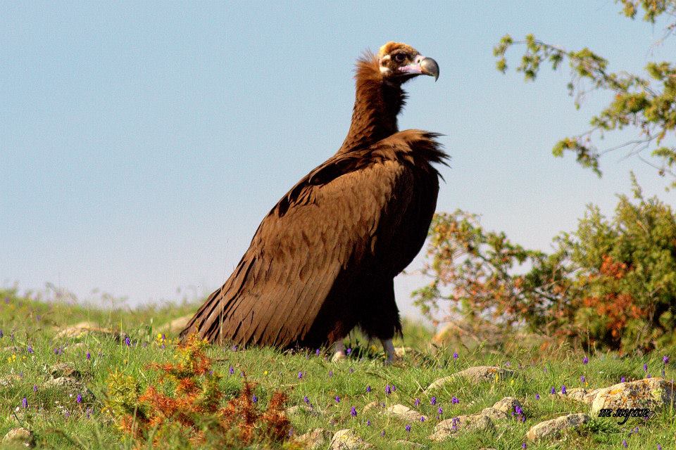 Cinereous Vulture