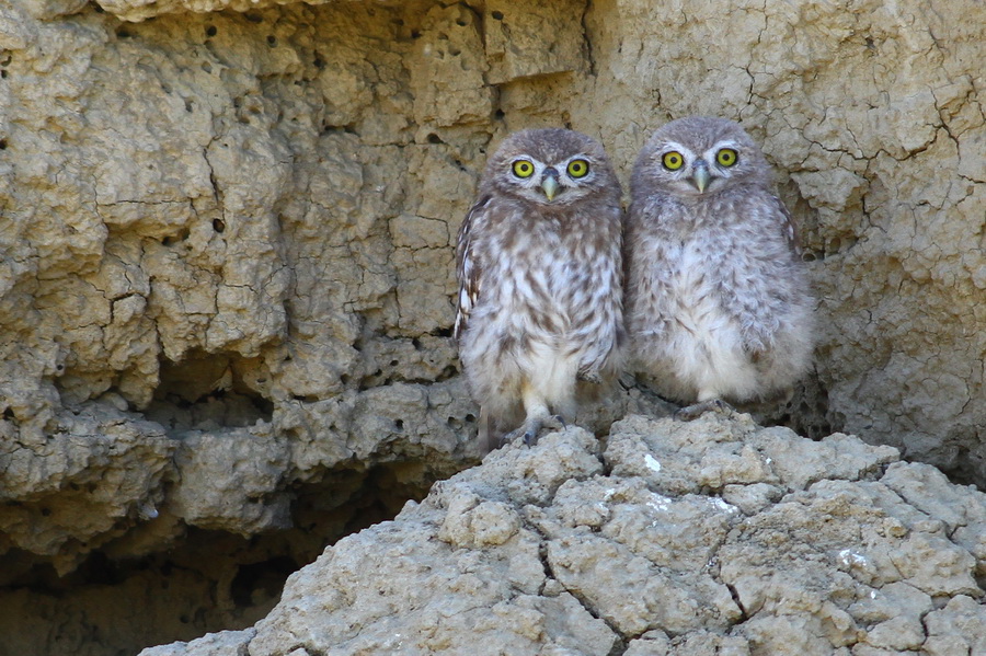Little Owl