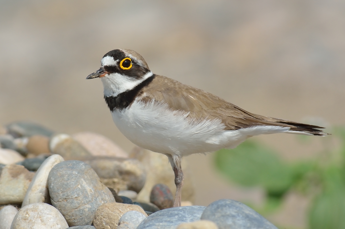 Little Ringed Plover