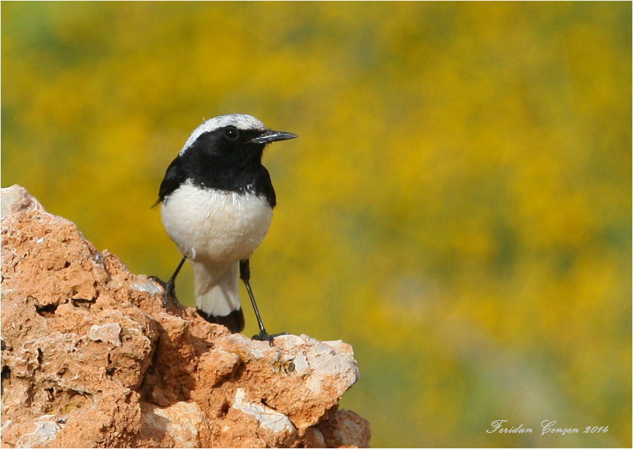 Finsch`s Wheatear