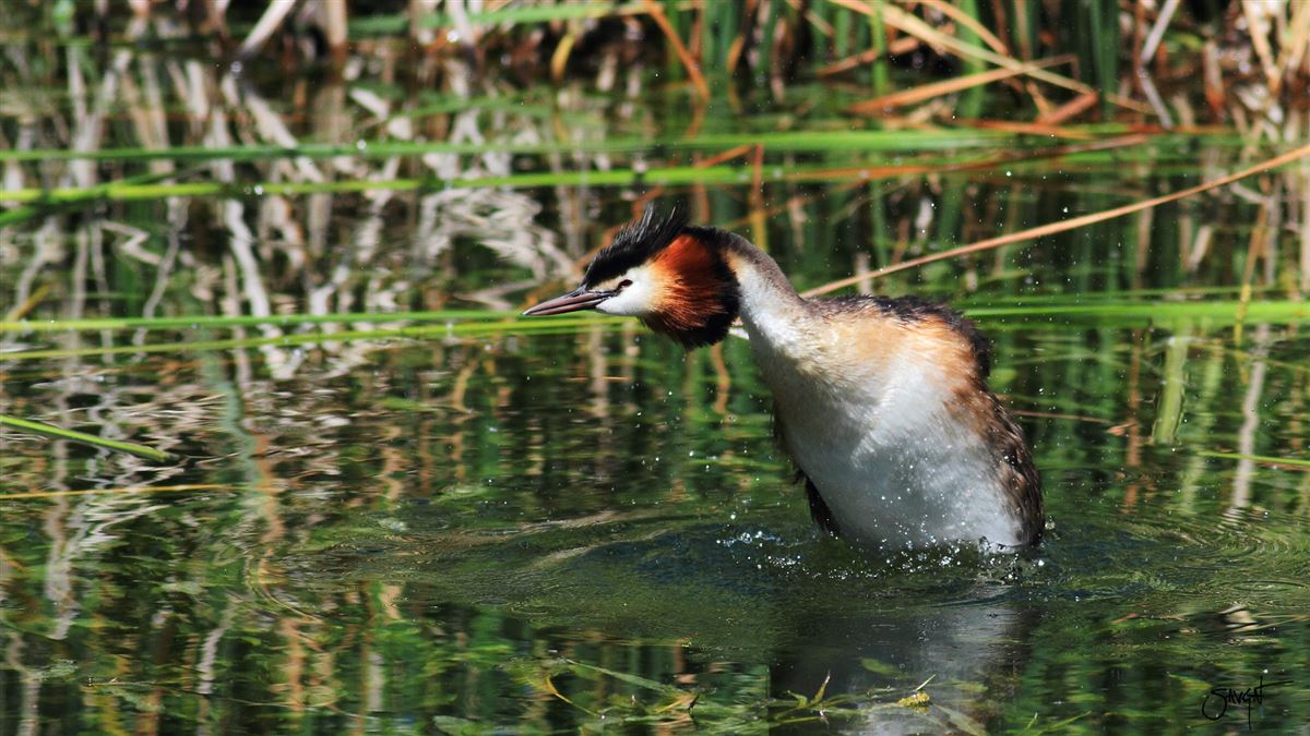 Great Crested Grebe
