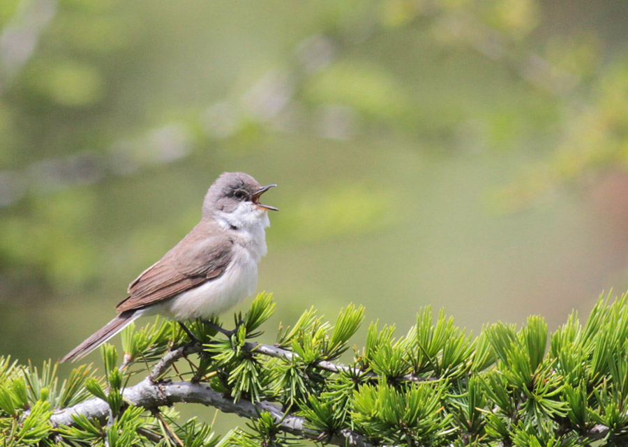 Lesser Whitethroat