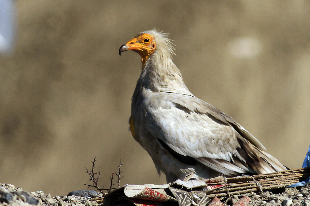 Küçük Akbaba