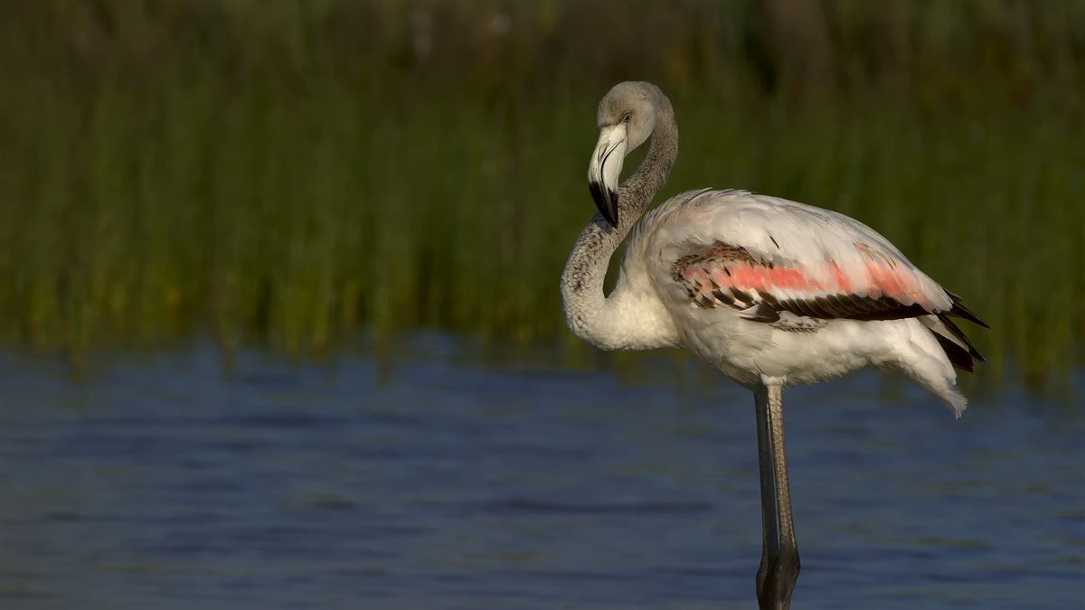 Flamingo