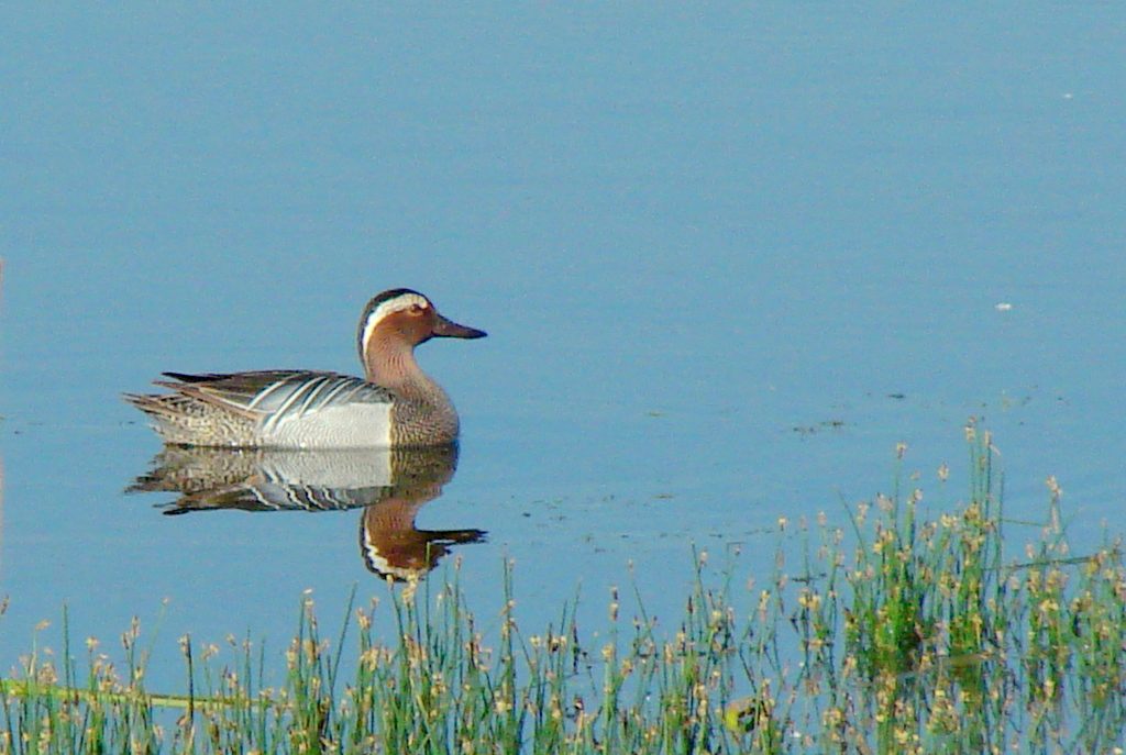 Garganey