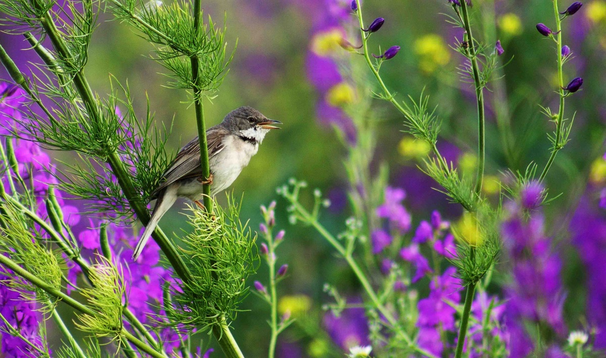 Common Whitethroat