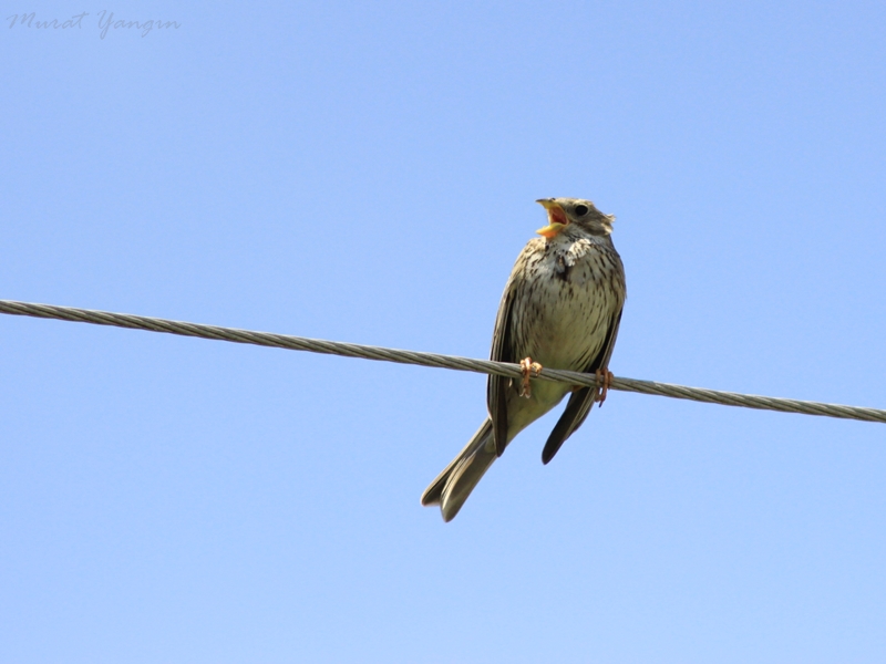 Corn Bunting