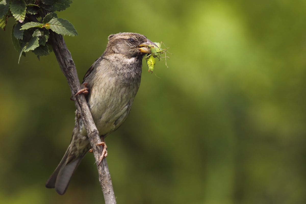 House Sparrow
