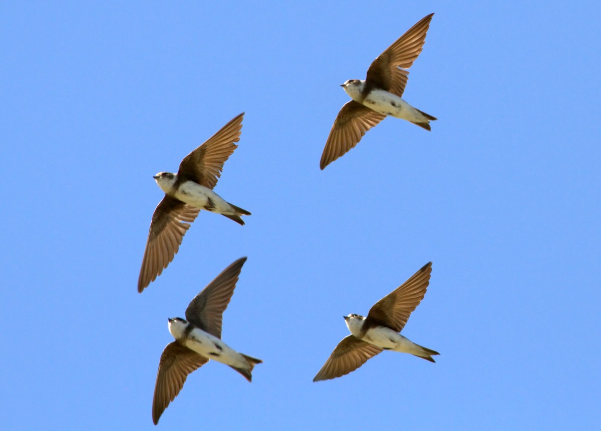 Sand Martin