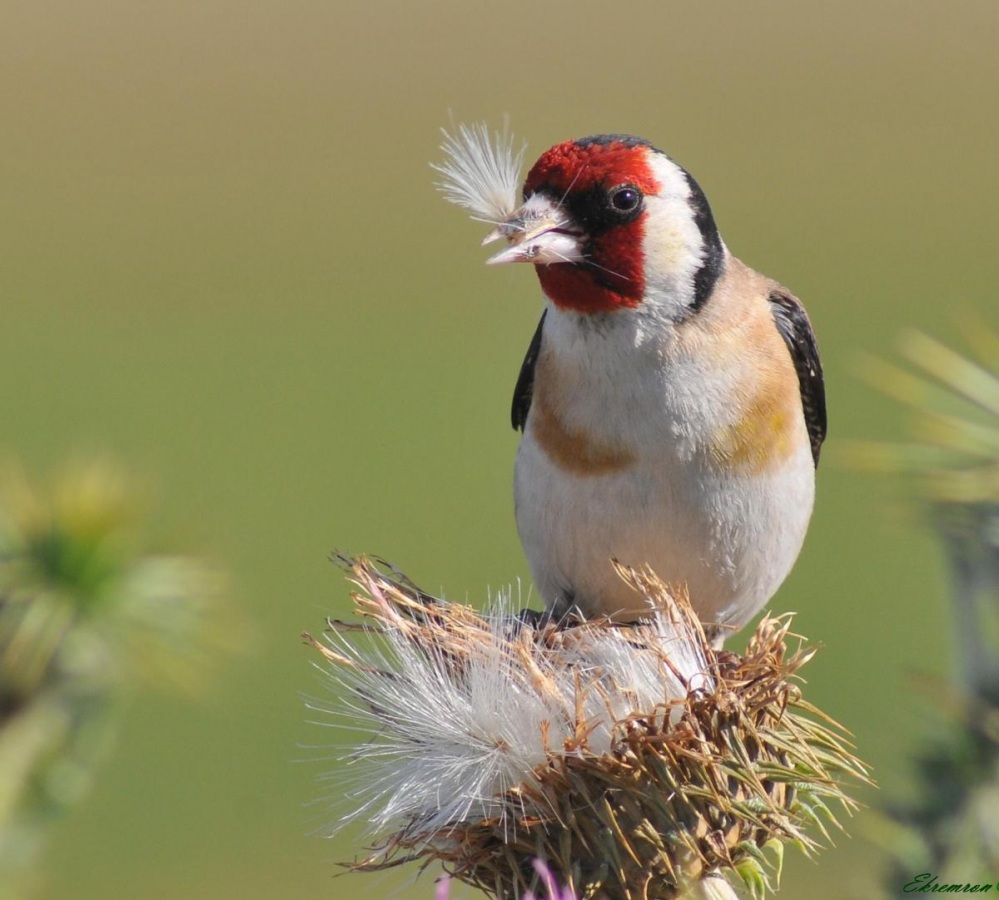 European Goldfinch