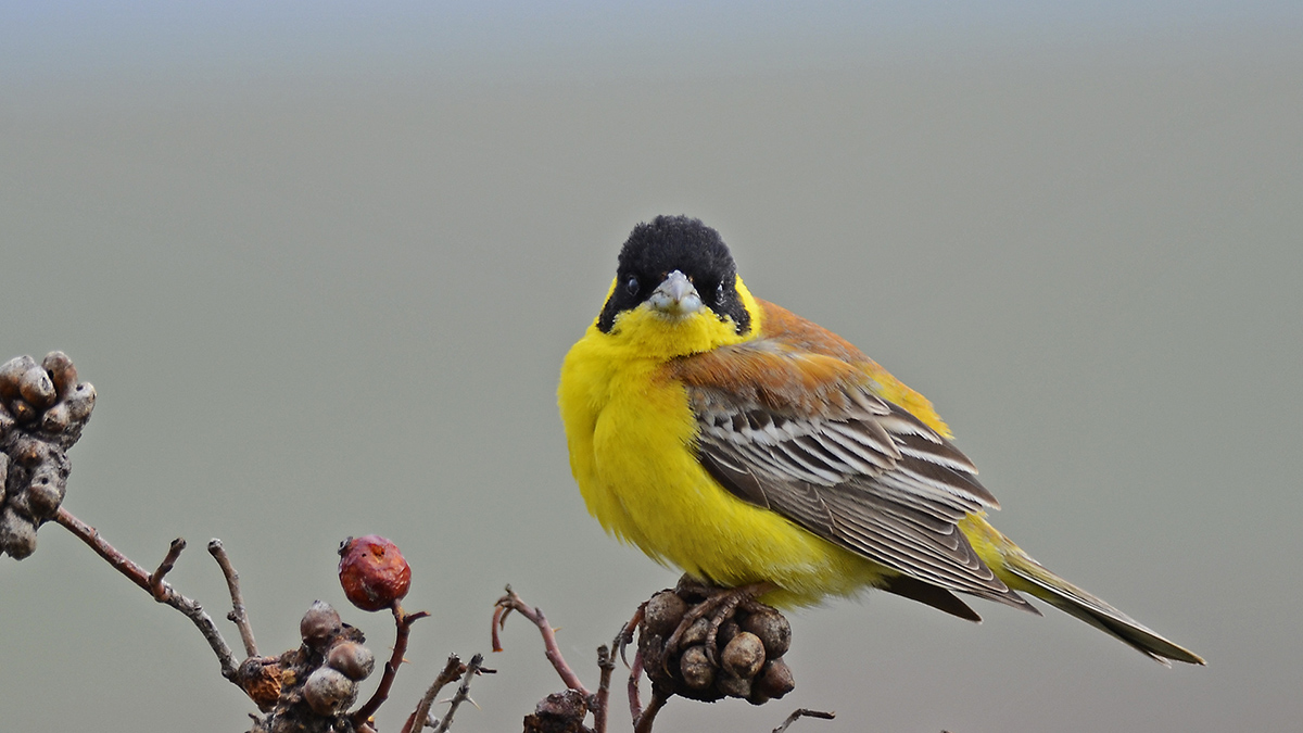 Black-headed Bunting