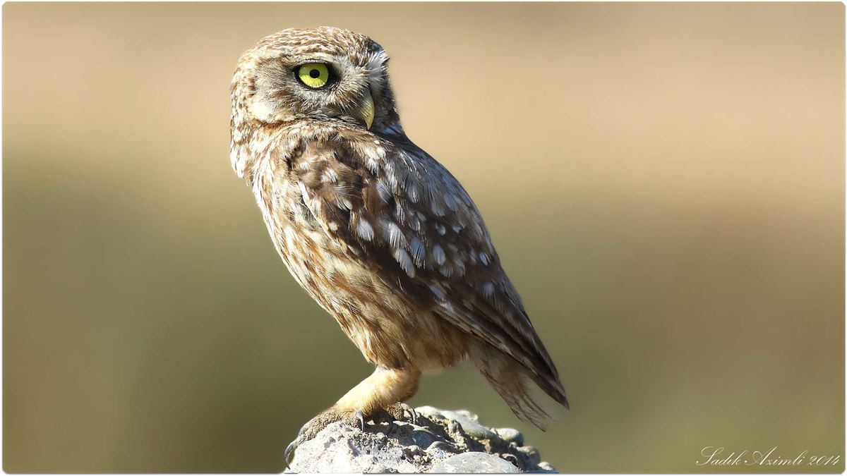 Little Owl