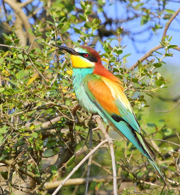 European Bee-eater