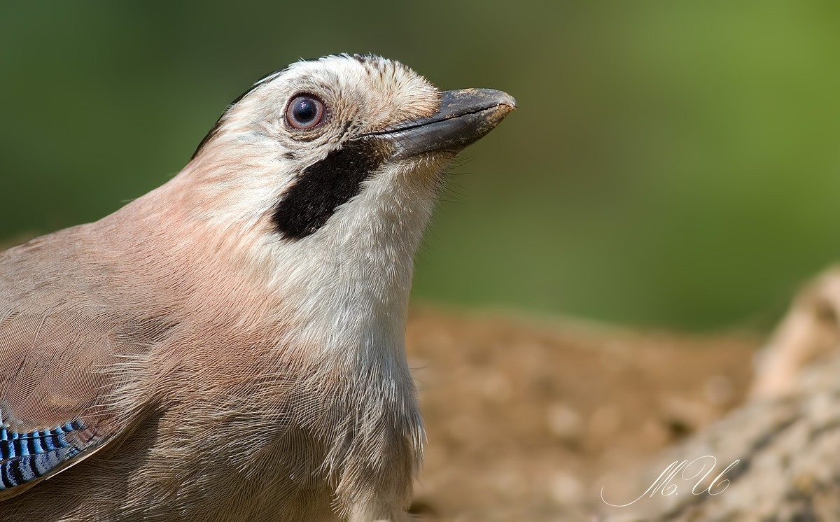 Eurasian Jay